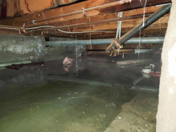 Best Sewage cleanup and water damage restoration  in Mexico Beach, FL